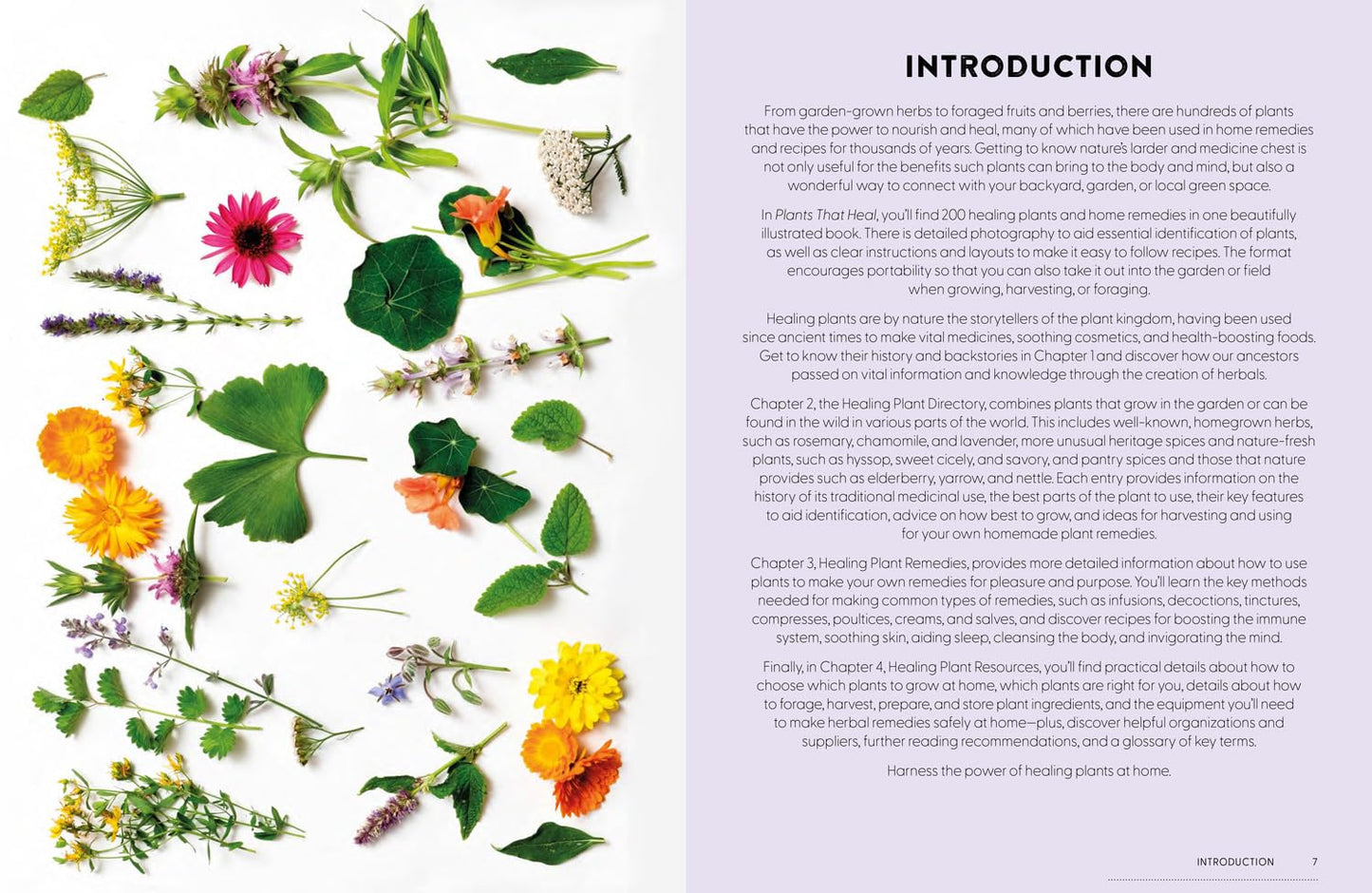Book | Plants That Heal | Rachel Newcombe