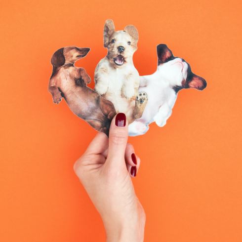 Suck UK | Pawfect Nails | Dog Nail Files