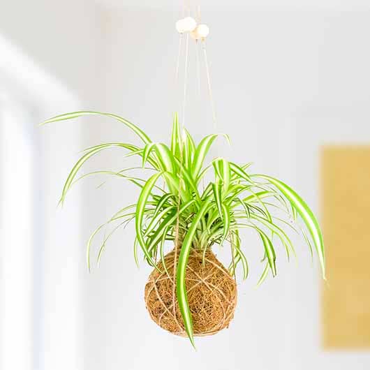 Gift Republic | The Art of Kokedama | DIY Kit