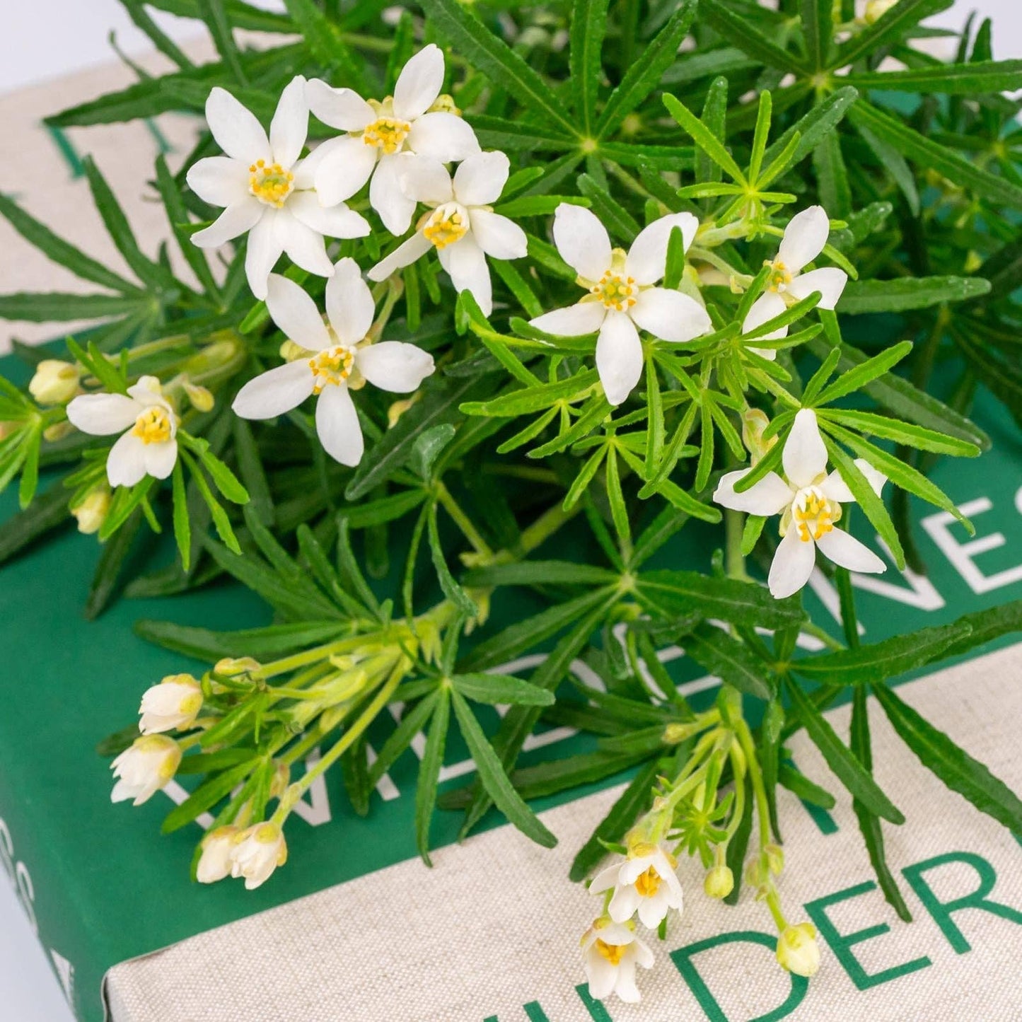 OLOR | Mini Jar Candle | Clementine Blossom