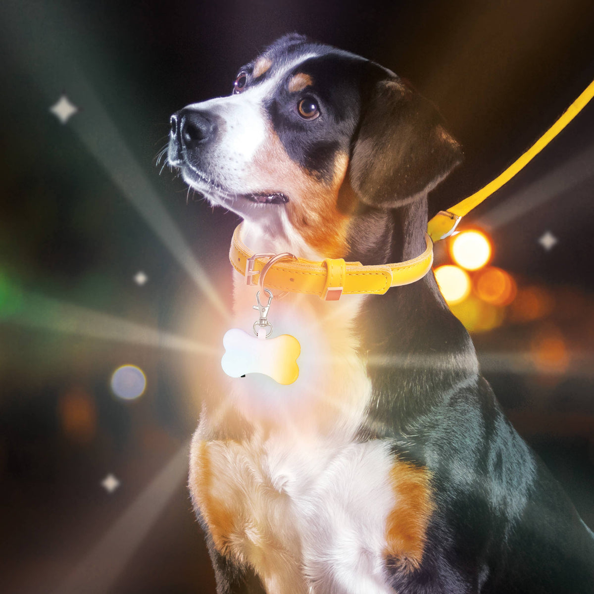 Gift Republic | Doggie Disco