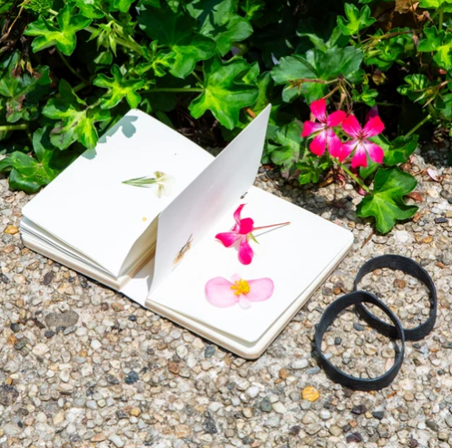 Kikkerland | Field Flower Press