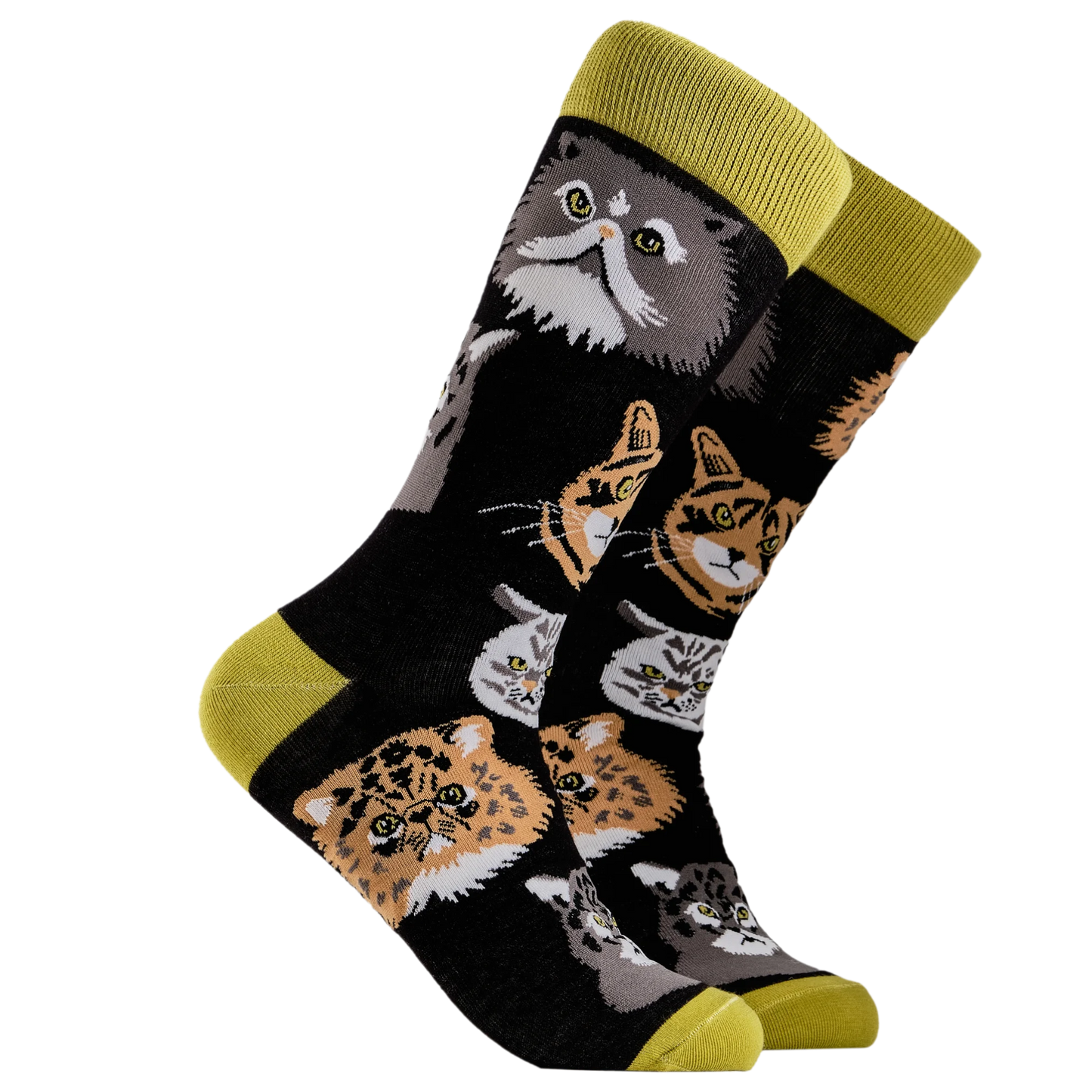 Socktopus | Grumpy Cats Socks | BLACK | L UK 9-12